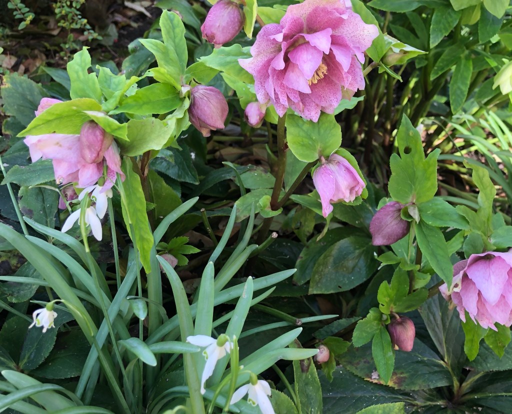 Hellebores and snowdrops