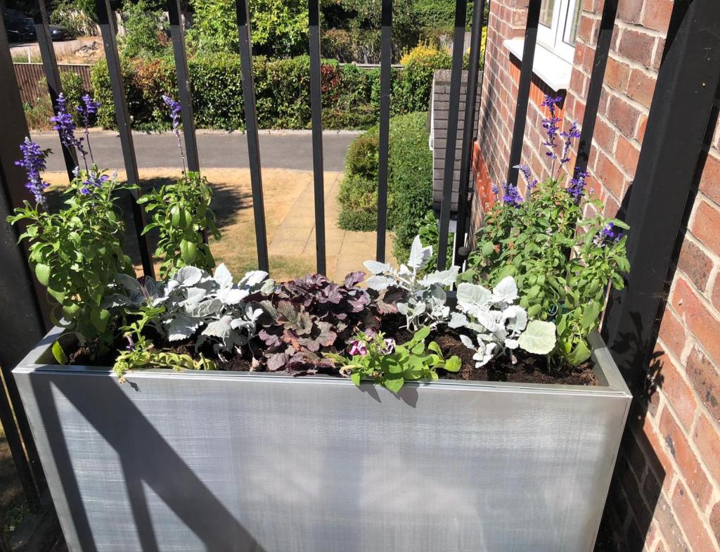 Salvias join heucheras in a container garden