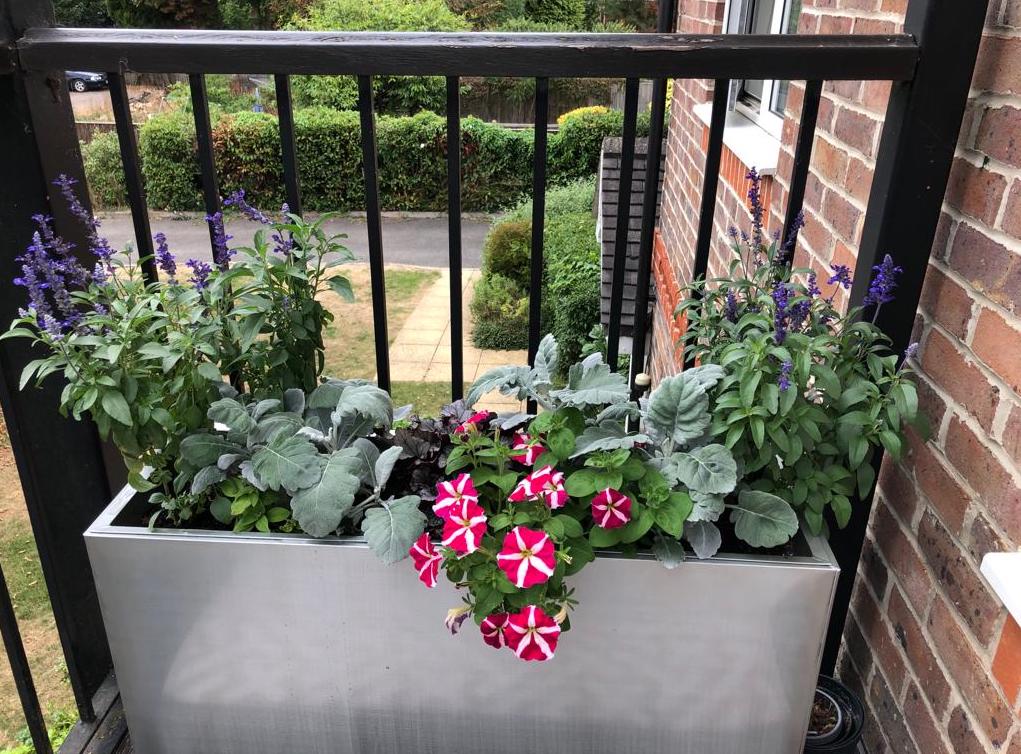 Salvia, heuchera and a red petunia make for a lovely display
